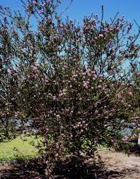 melaleuca nesophila