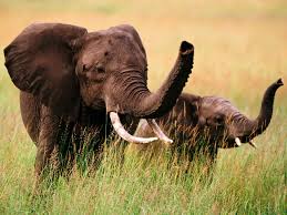http://t0.gstatic.com/images?q=tbn:hko4Sa1dBkgUFM:www.arroukatchee.fr/infos.namibie/infos/faune/photos-elephant-2.jpg