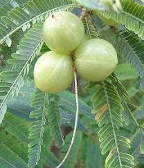 amla indian gooseberry