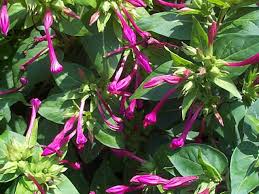 plants of the amazon