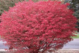 euonymus compactus