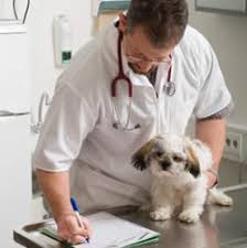 veterinarian schools