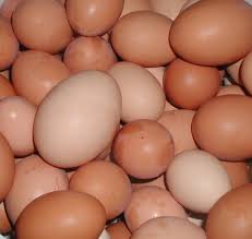 eggs2 Whats So Special About Google?