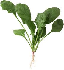 spinach