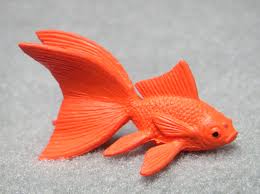 fantail goldfish pictures