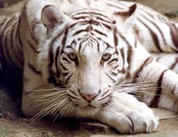 white bengal tiger pictures