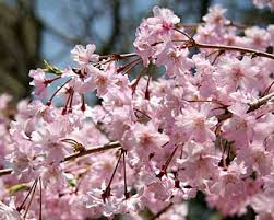 pictures weeping cherry trees