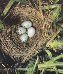 blackbird nests
