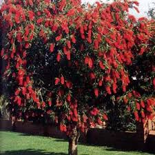bottlebrush plants