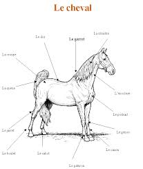 livre sur les chevaux