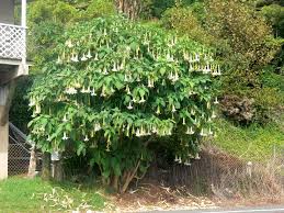 brugmansia tree