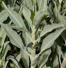 sacred sage