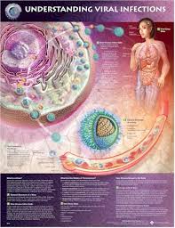 viral infections