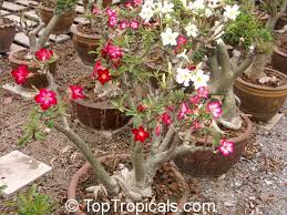 adenium plant