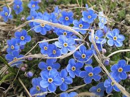 alaska flowers