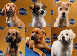 Puppy Bowl VII Players Chase