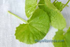 brahmi leaves