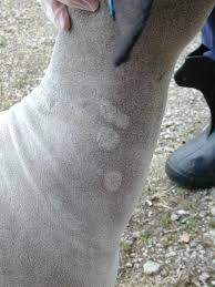 animal fungus