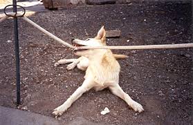 amazing dogs