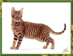 tigre chat