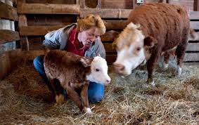 mini herefords