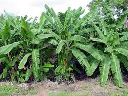 pictures banana trees