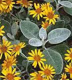 senecio greyi