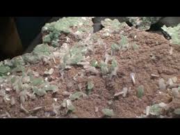 green apophyllite
