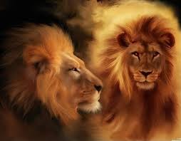 lions pics