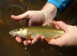 freshwater fish species pictures