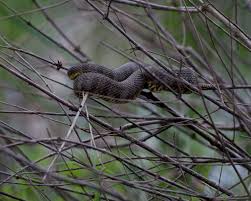 water moccasin pictures