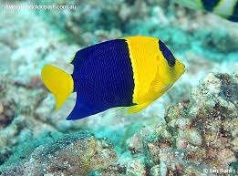 centropyge bicolor