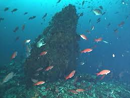 gulf of mexico fishes