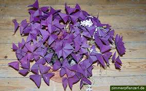 oxalis triangularis purple shamrock