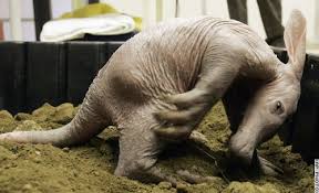 Aardvark-Vanaheim