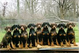 akc doberman puppies