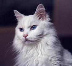 long hair cat breeds
