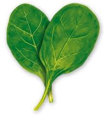 spinach
