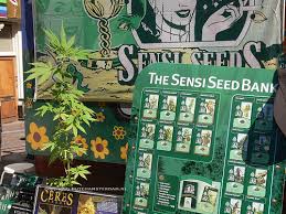 sensi seed