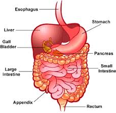 picture of the digestive system
