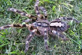 poecilotheria fasciata