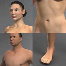 3d models anatomy