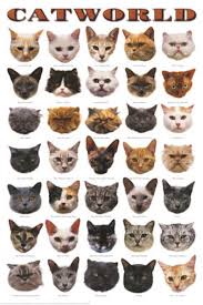 cat breed photos