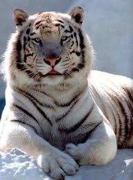 photo tigre
