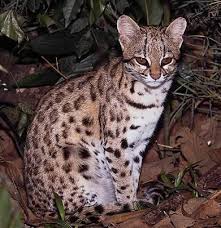 tigre chat
