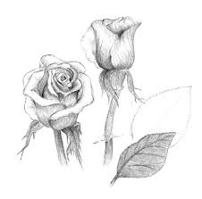 نقاشی بسیار زیبا از گل رز