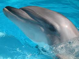 baby dolphin