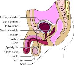 prostate pictures