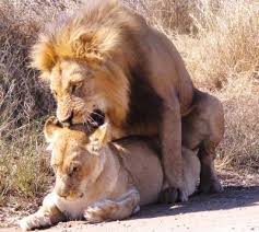 lion pic
