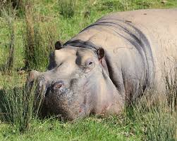 Hippopotamus